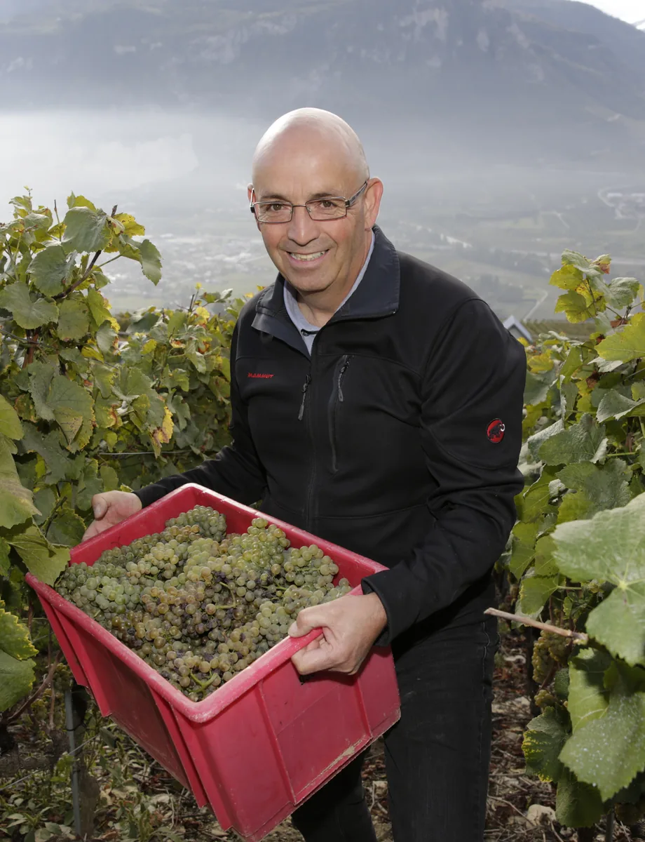 Nicolas Viaccoz pendant les vendanges
